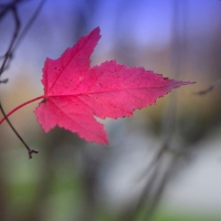 Pink leaf