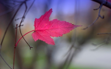 Pink leaf - toamna, autumn, leaf, pink, roz