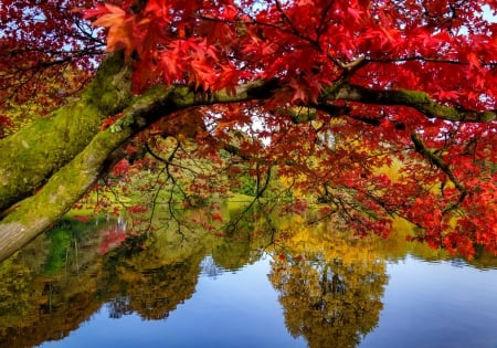 Colorful reflections - branches, autumn, lake, trees, colorful, water, park, foliage, serenity, reflections, fall, tranquil, mirror, beautiful, colors, pond