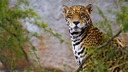 Leopard - animal, nature, paw, leopard