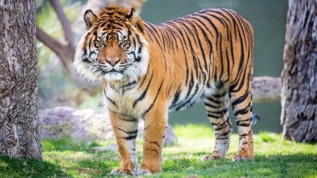 Tiger - animal, nature, paw, tiger