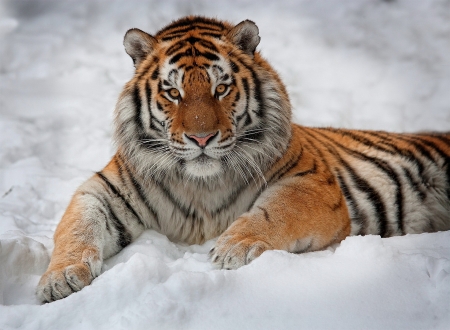 Tiger - animal, paw, tiger, snow