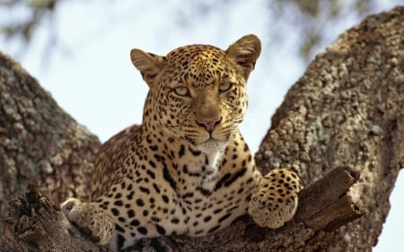 Tree Leopard - animal, nature, tree, leopard