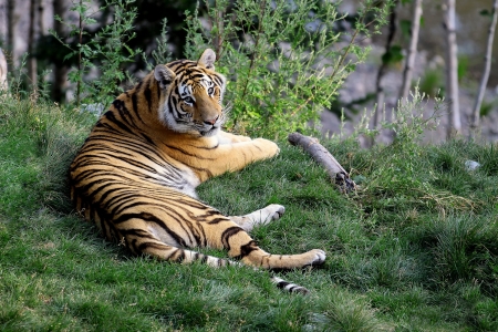 Tiger - animal, nature, paw, tiger