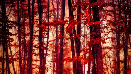 Autumn Forest - trees, nature, autumn, red, forest