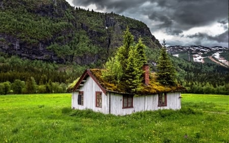 House in the field - overtaken, trees, reclaimed, field, nature, rural, green, house, grass