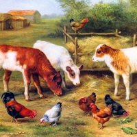 Cows and Chickens