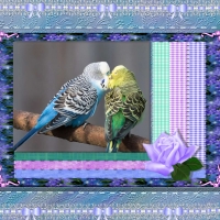 Parakeets