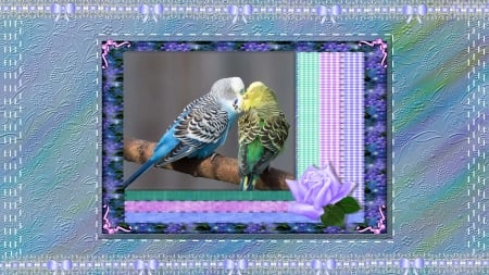 Parakeets - stitches, bows, rose, lace, parakeets