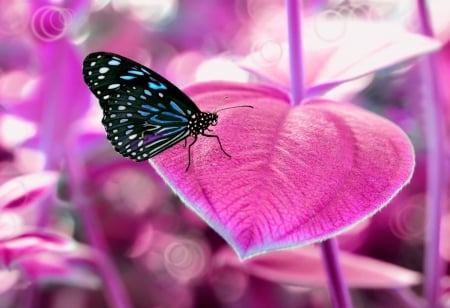 Butterfly - nature, tree, butterfly, flower