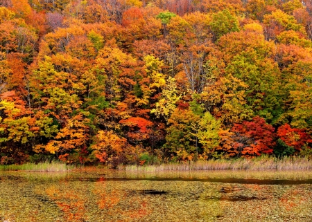 Fall - anture, autumn, Fall, cloud, leaf, sky