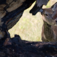 Female-Deer