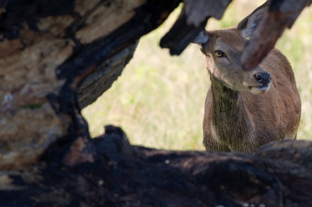 Female-Deer - tree, animal, female, deer