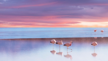 Flamingos - sky, animal, water, flamingos