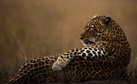 Leopard - spots, animal, Leopard, paw