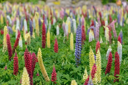 Lupine - lupine, flower, tree, nature