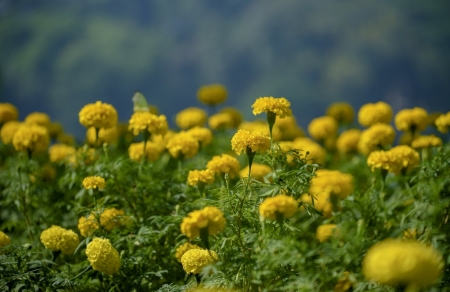 Marigold - flower, marigold, plants, nature