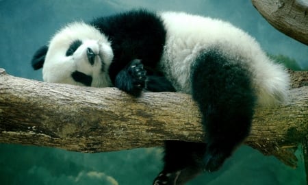 Panda - tree, animal, panda, sleep