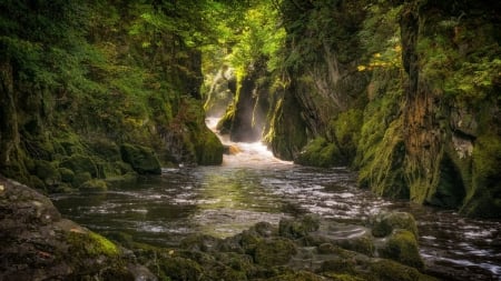 River - River, stream, nature, tree