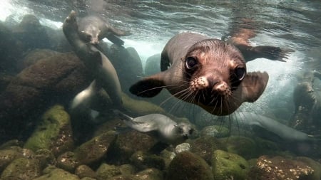 Sea Lion Underwater - Lion, Animal, Sea, Underwater