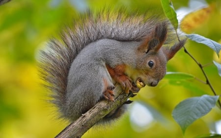 Squirrels - tail, tree, squirrels, animal