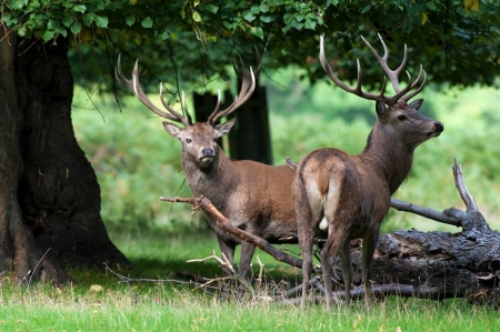 Two Bucks in the Forest - Forest, Bucks, in, Two, the