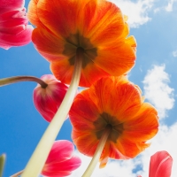 View of Tulips