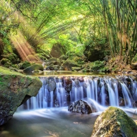 forest waterfall