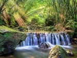 forest waterfall