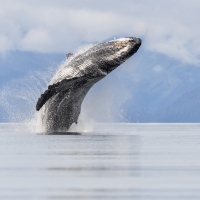 Tongass breach