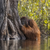 Face to face in a river in Borneo