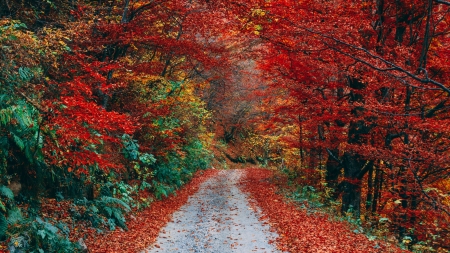 Autumn - autumn, leaf, path, woods, forest, red, green, toamna, tree