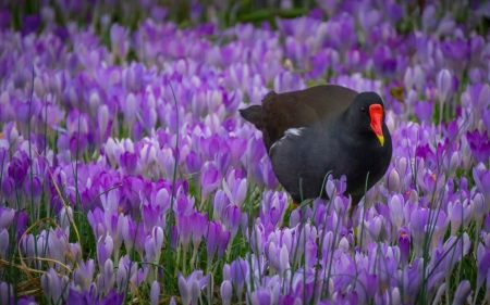 Bird - bird, spring, flower, pink, black, purple, crocuses, pasare, field