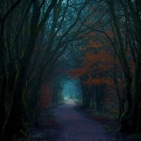 Path through Autumn Forest Tree Canopy