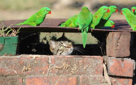 cat watches for green parrots - fun, cool, cat, parrots, animal, bird