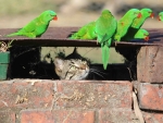 cat watches for green parrots