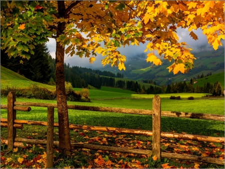 Val de Funes, Italy - autumn, leaves, mountains, tree, colors, dolomies