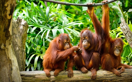 orangutan family - fun, orangutan, animal, cool, family