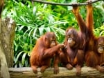 orangutan family