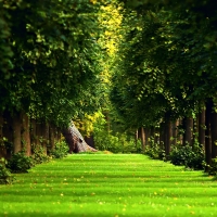 Green Trees and Nice Road