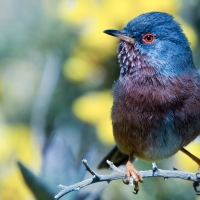 a bird on a branch