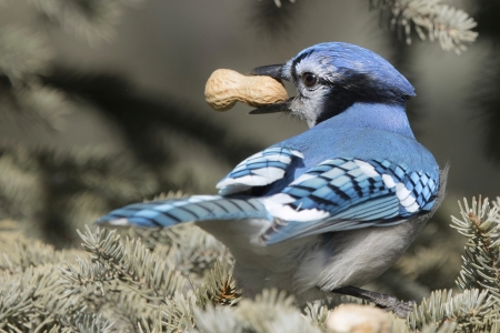 jay with nut - bird, nut, jay, nature, needles, twigs