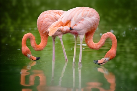 flamingo - water, flamingos, couple, birds