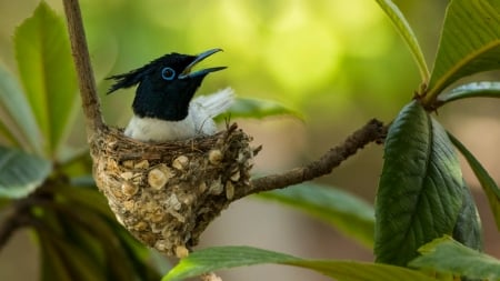 bird in the nest - bird, branch, nest, nature, Muscicapa striata, leaves