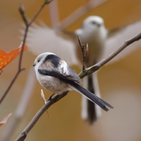 birds on branches