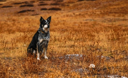 Australian-Cattle-Dog - australian, cattle, animal, dog