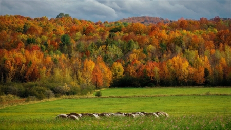 Autumn Forest - nature, tree, autumn, forest