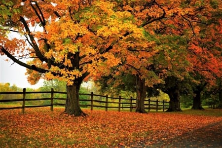 Autumn-Tree - nature, leaf, tree, autumn