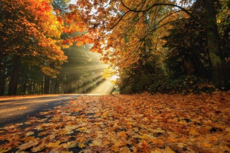 Autumn - Autumn, Tree, Nature, leaf