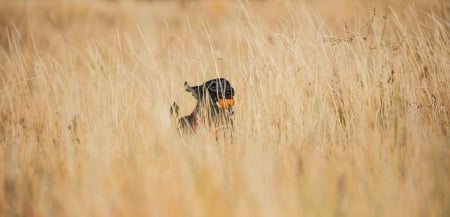 Dog - field, animal, dog, grass